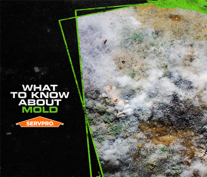 White, green, and white mold with the caption: WHAT TO KNOW ABOUT MOLD